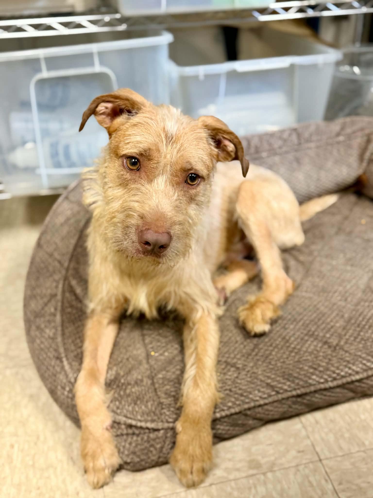 Yeti, a ADOPTABLE Terrier in Port Washington, NY image 2/2