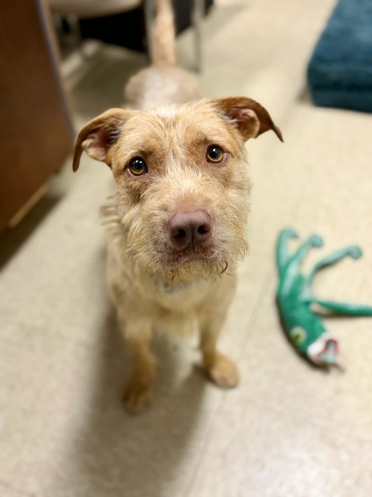 Yeti, a ADOPTABLE Terrier in Port Washington, NY image 1/2