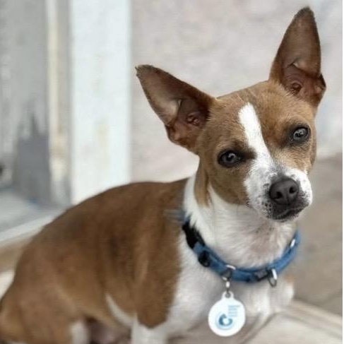 Enlarge Bonnie, a ADOPTABLE mixed breed in Santa Rosa, CA image 1/5