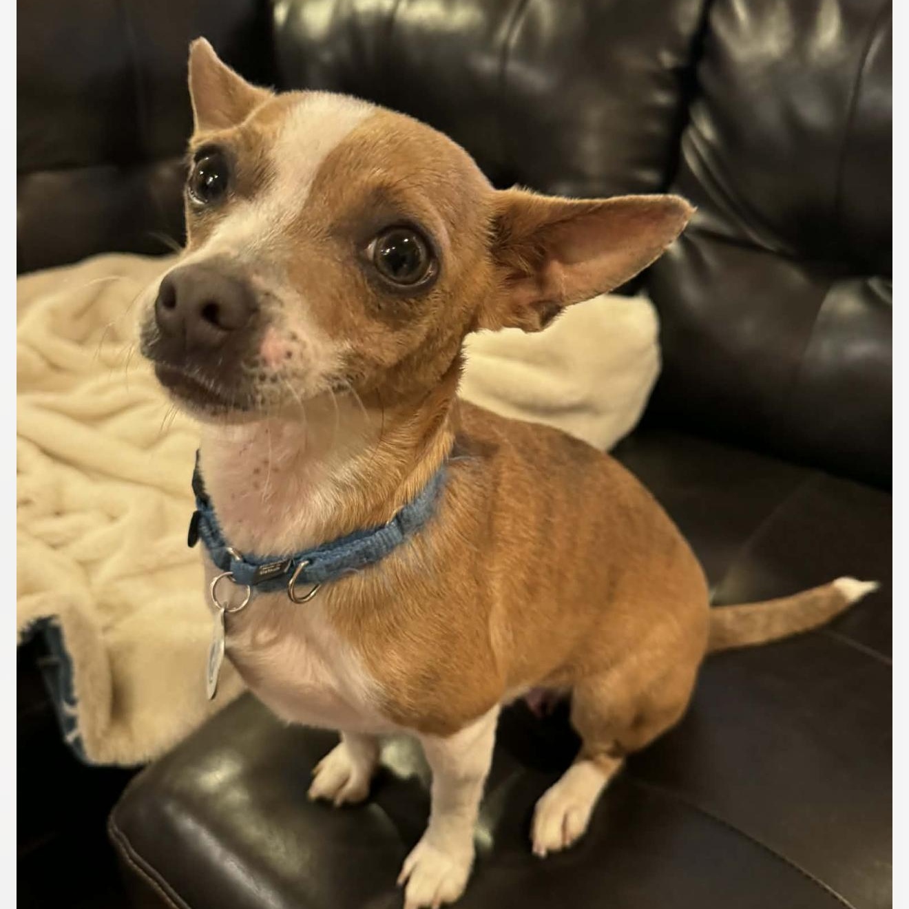 Enlarge Bonnie, a ADOPTABLE mixed breed in Santa Rosa, CA image 2/4