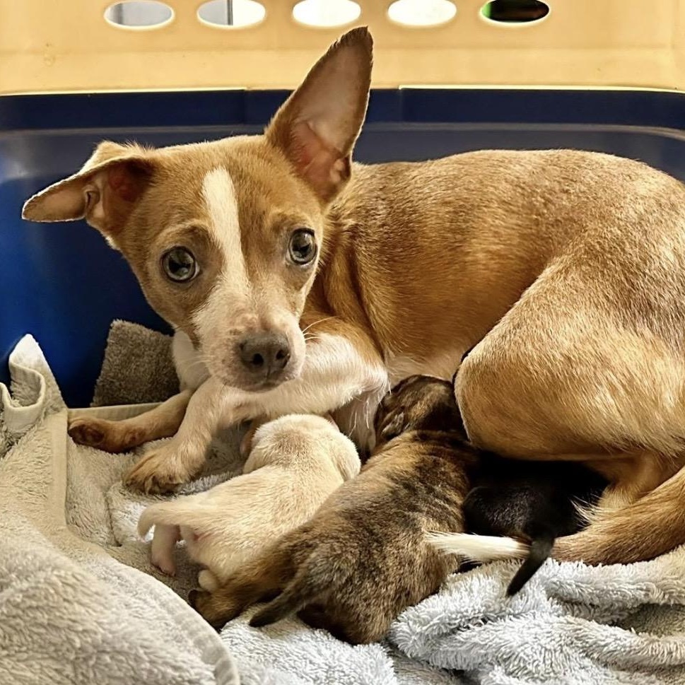 Enlarge Bonnie, a ADOPTABLE mixed breed in Santa Rosa, CA image 1/1