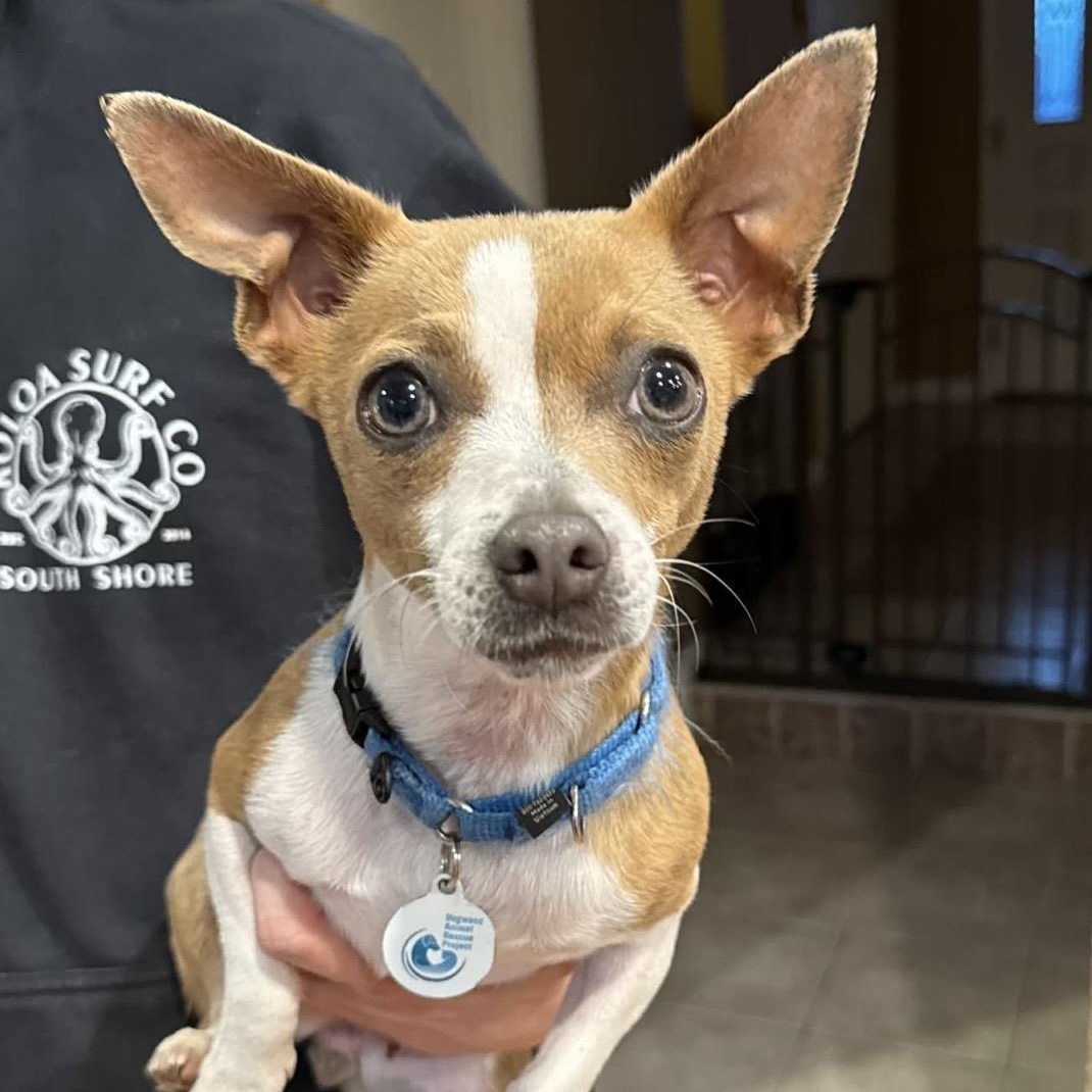 Enlarge Bonnie, a ADOPTABLE mixed breed in Santa Rosa, CA image 1/4
