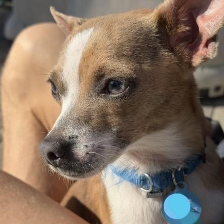 Enlarge Bonnie, a ADOPTABLE mixed breed in Santa Rosa, CA image 1/2