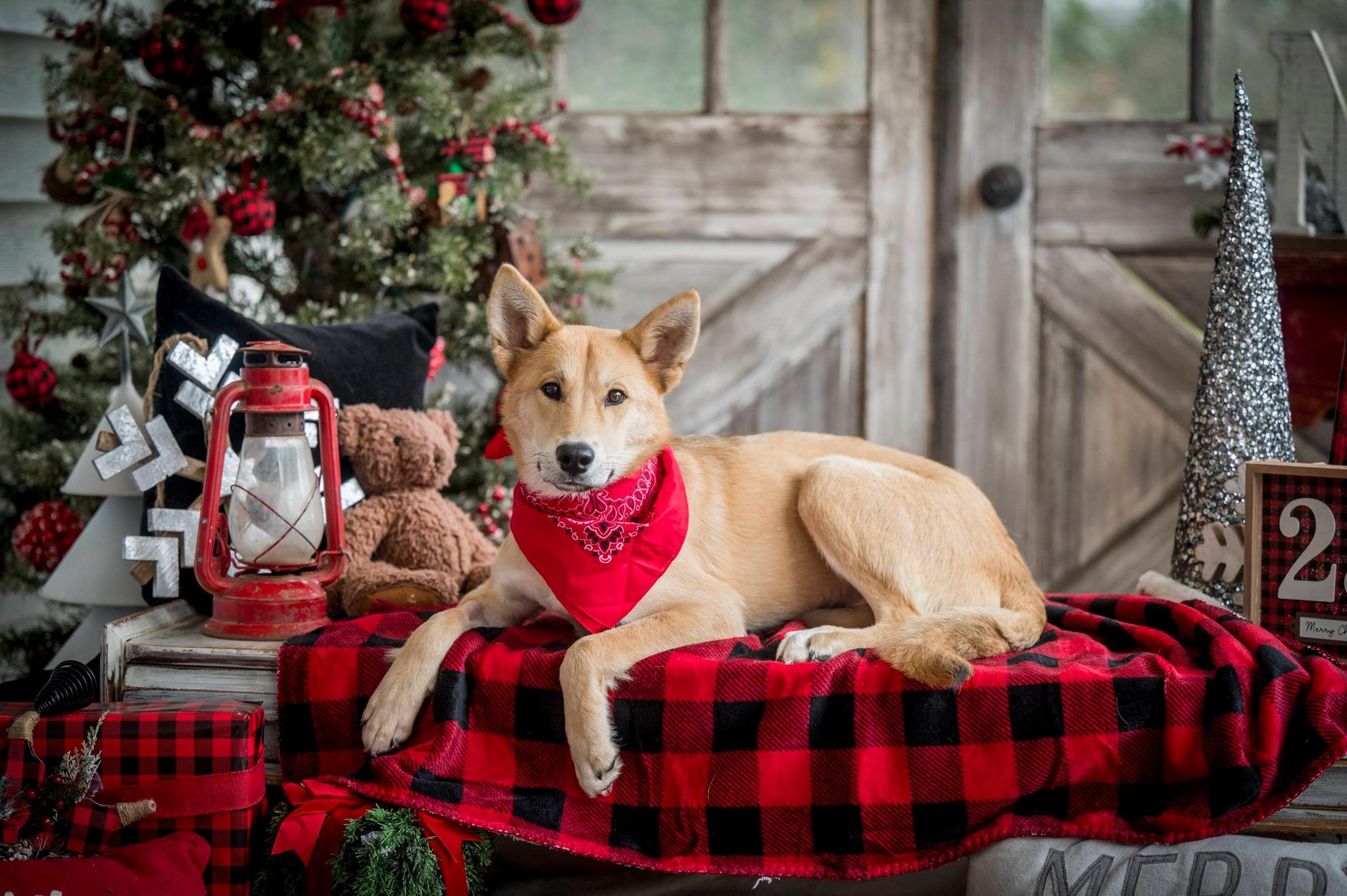 Enlarge Cranberry, an adopted mixed breed in Mount Pleasant, NC image 2/5
