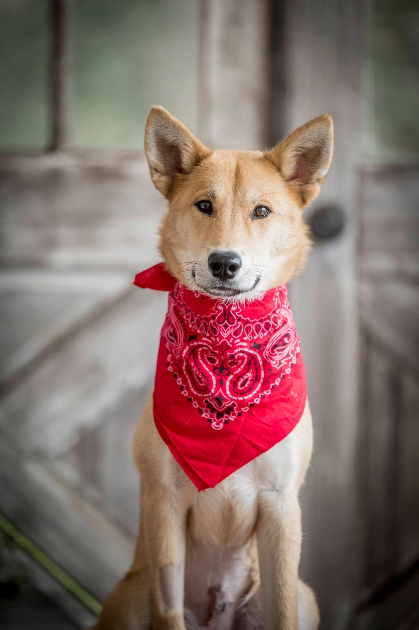 Enlarge Cranberry, an adopted mixed breed in Mount Pleasant, NC image 4/5