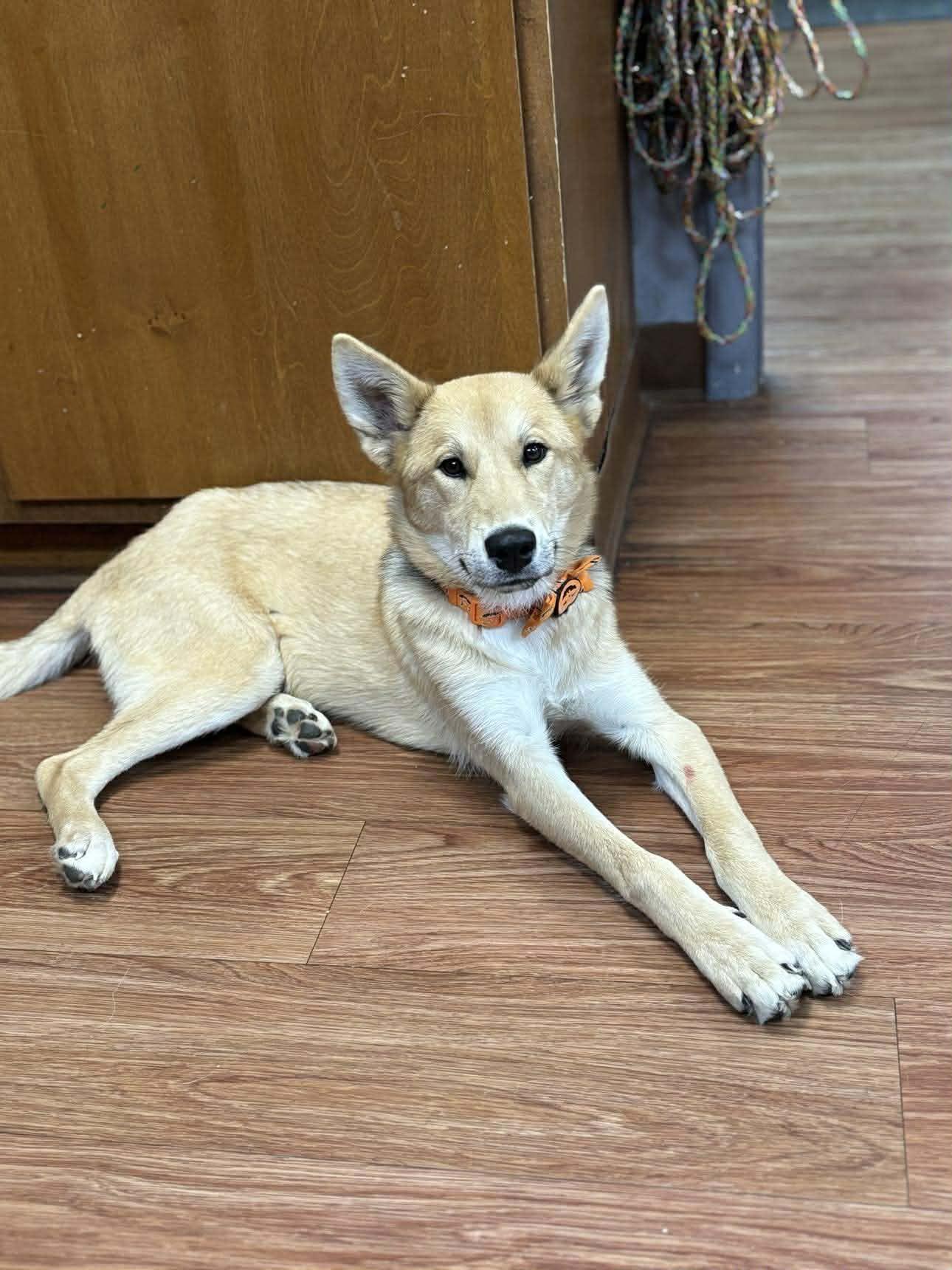 Enlarge Cranberry, an adopted mixed breed in Mount Pleasant, NC image 3/5