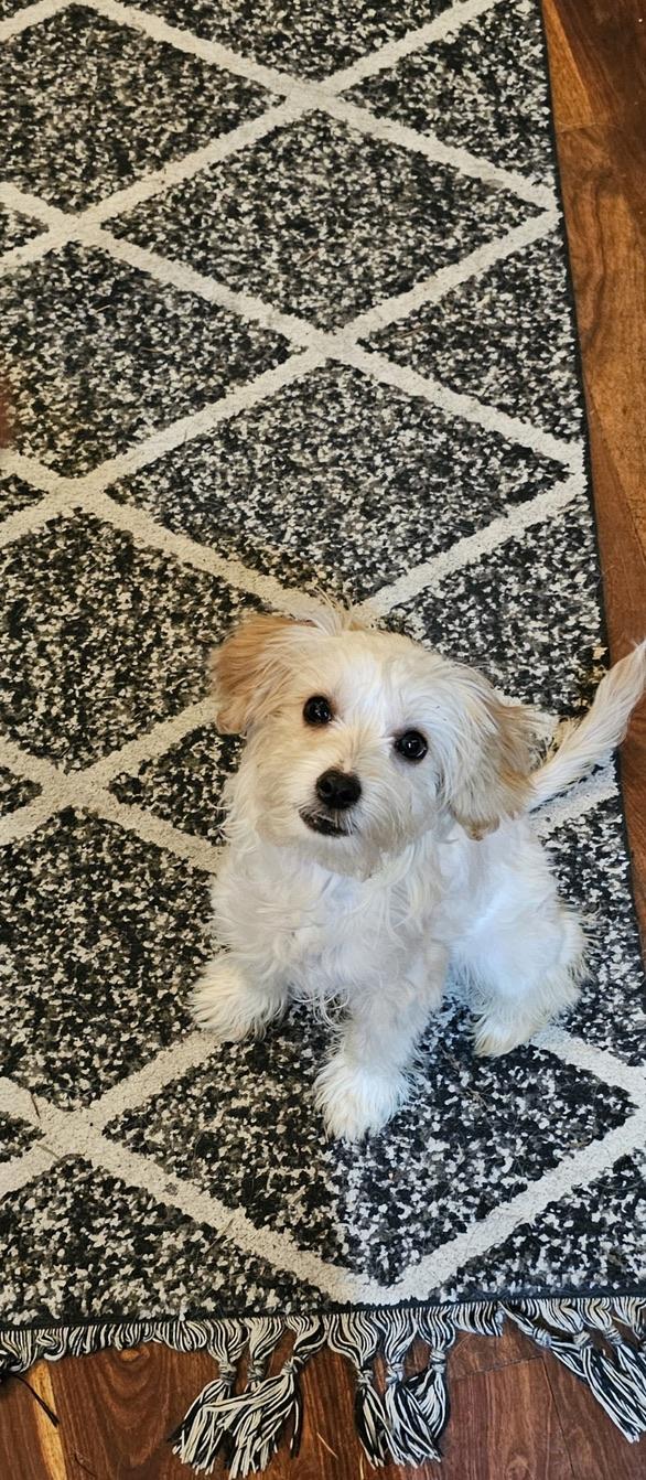 Enlarge **Courtesy Post**  HUBIE - yorkie/maltese puppy, a ADOPTABLE mixed breed in Sammamish, WA image 1/3
