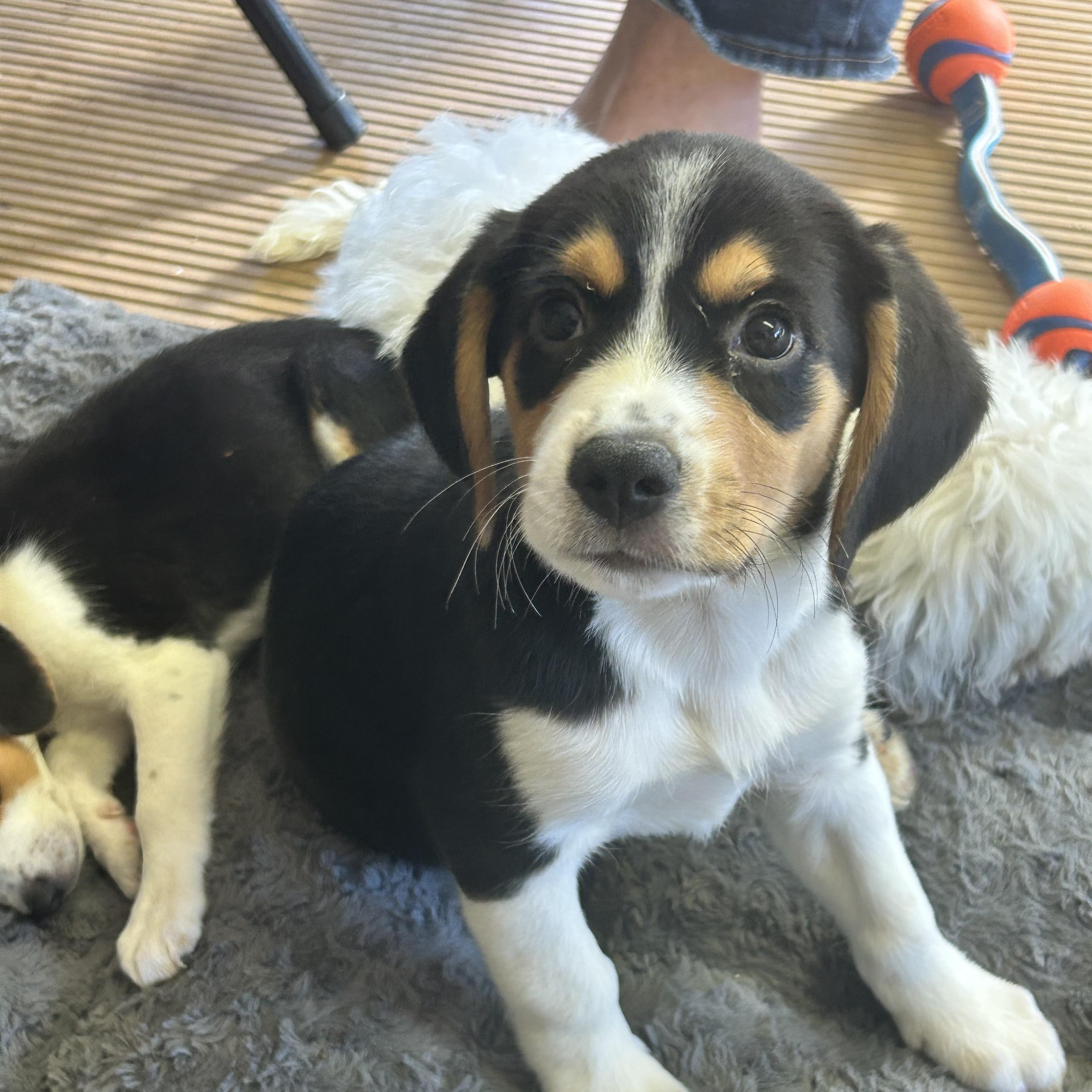 Enlarge SPARKY, a Adopted mixed breed in Rossford, OH image 3/6