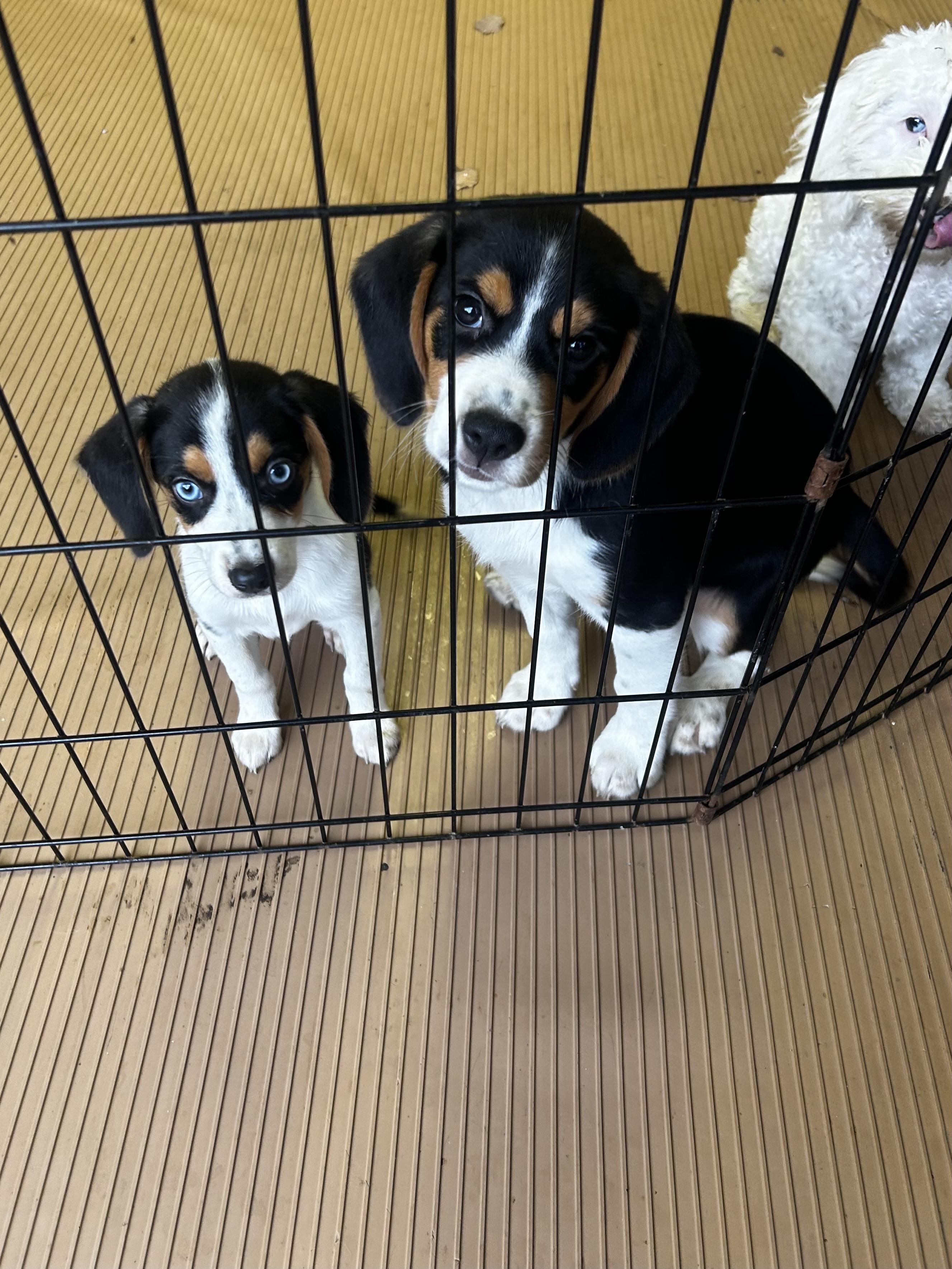 Enlarge SPARKY, a Adopted mixed breed in Rossford, OH image 5/6