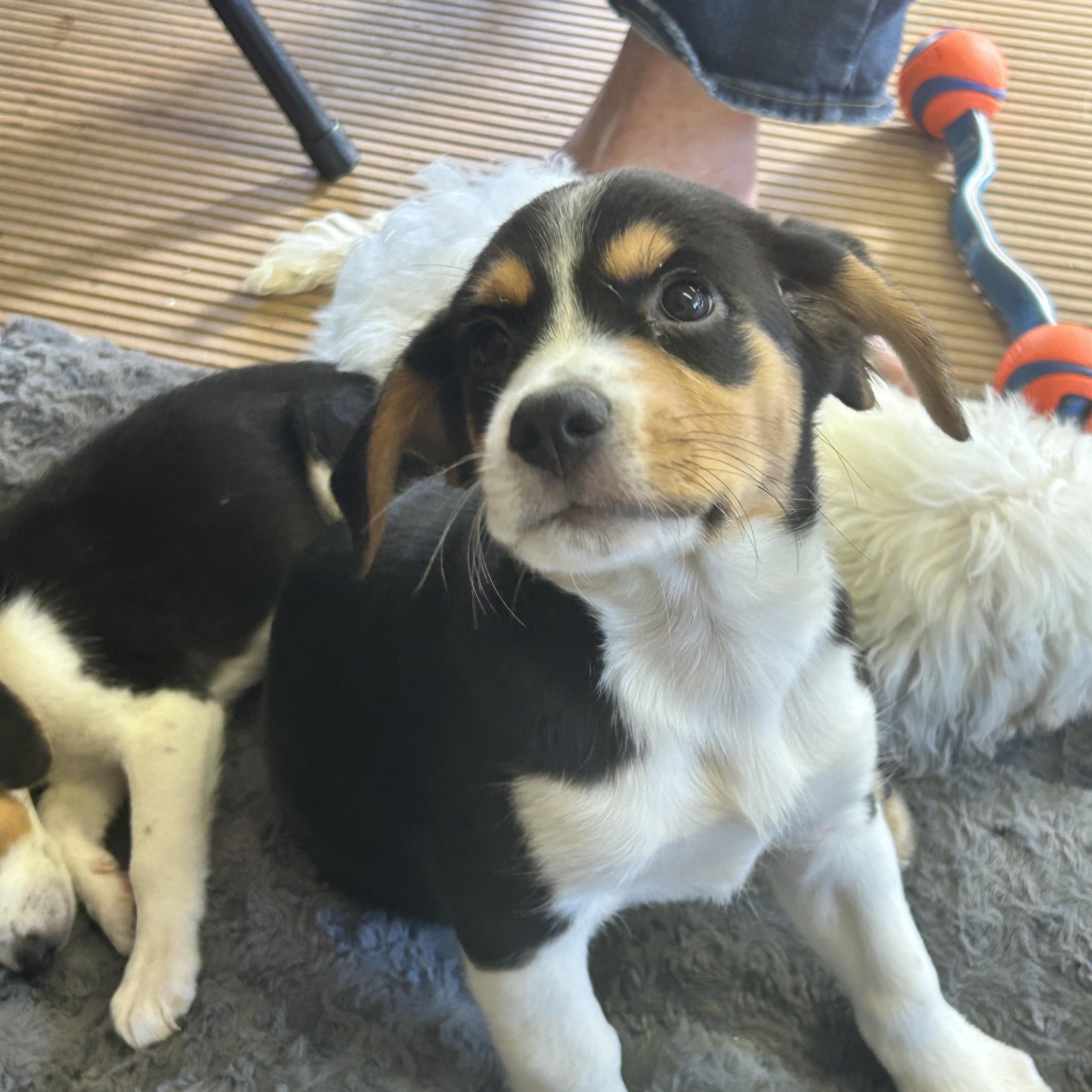 Enlarge SPARKY, a Adopted mixed breed in Rossford, OH image 4/6