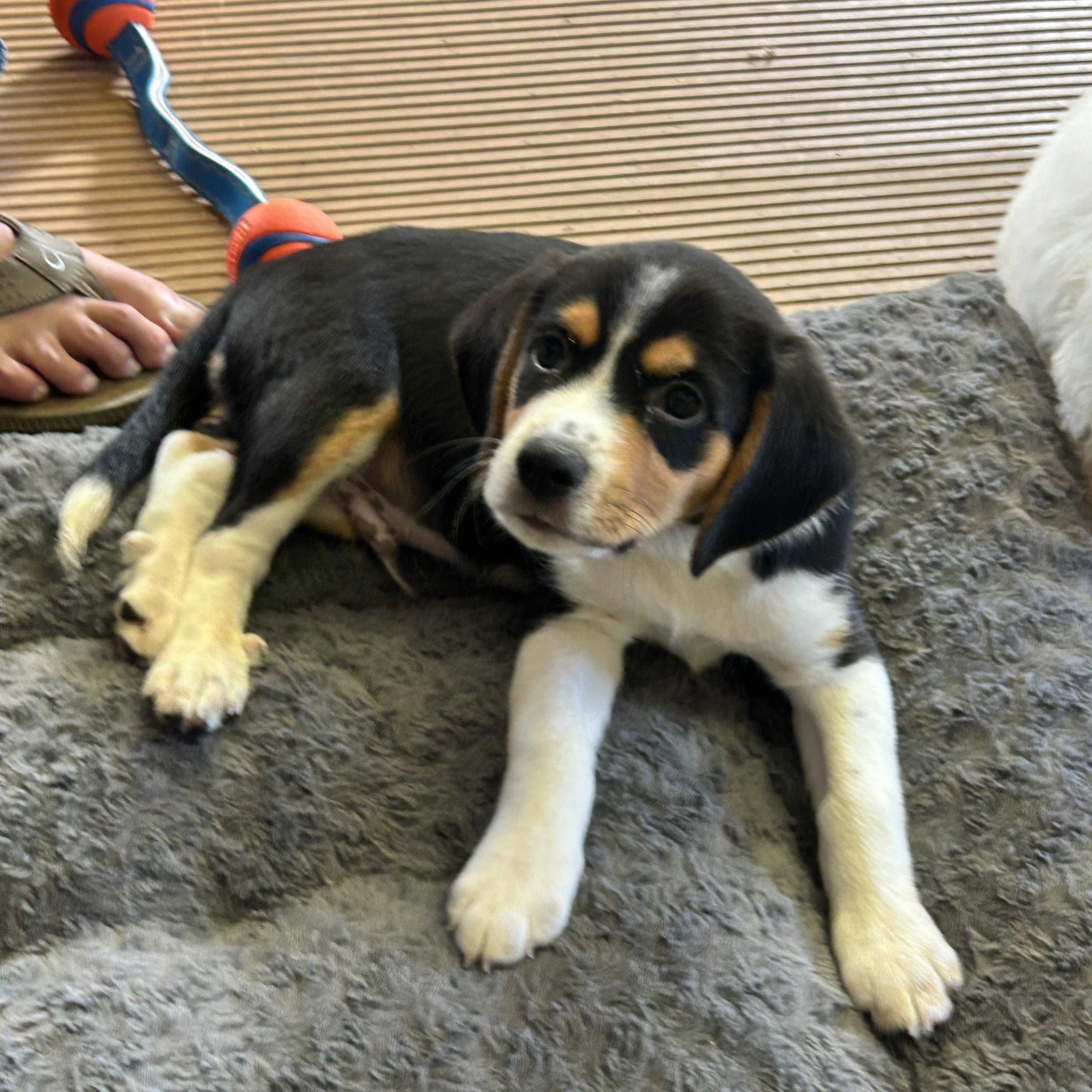 Enlarge SPARKY, a Adopted mixed breed in Rossford, OH image 6/6