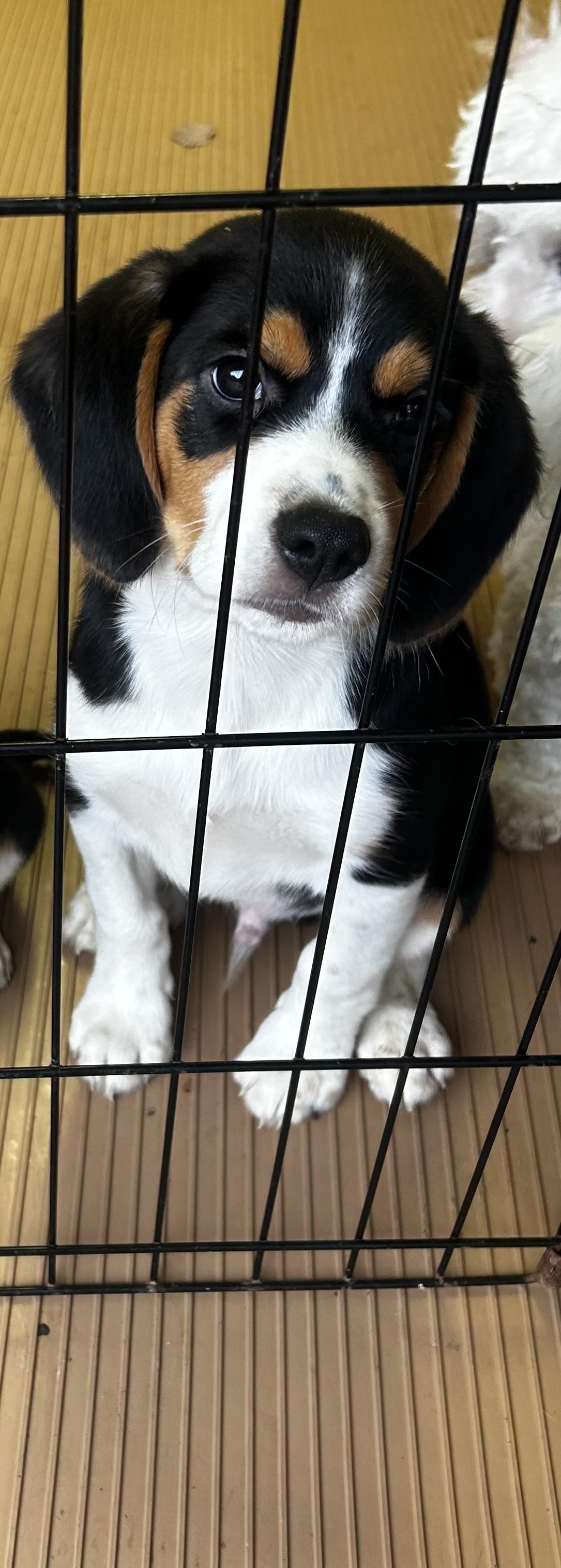 Enlarge SPARKY, a Adopted mixed breed in Rossford, OH image 2/6