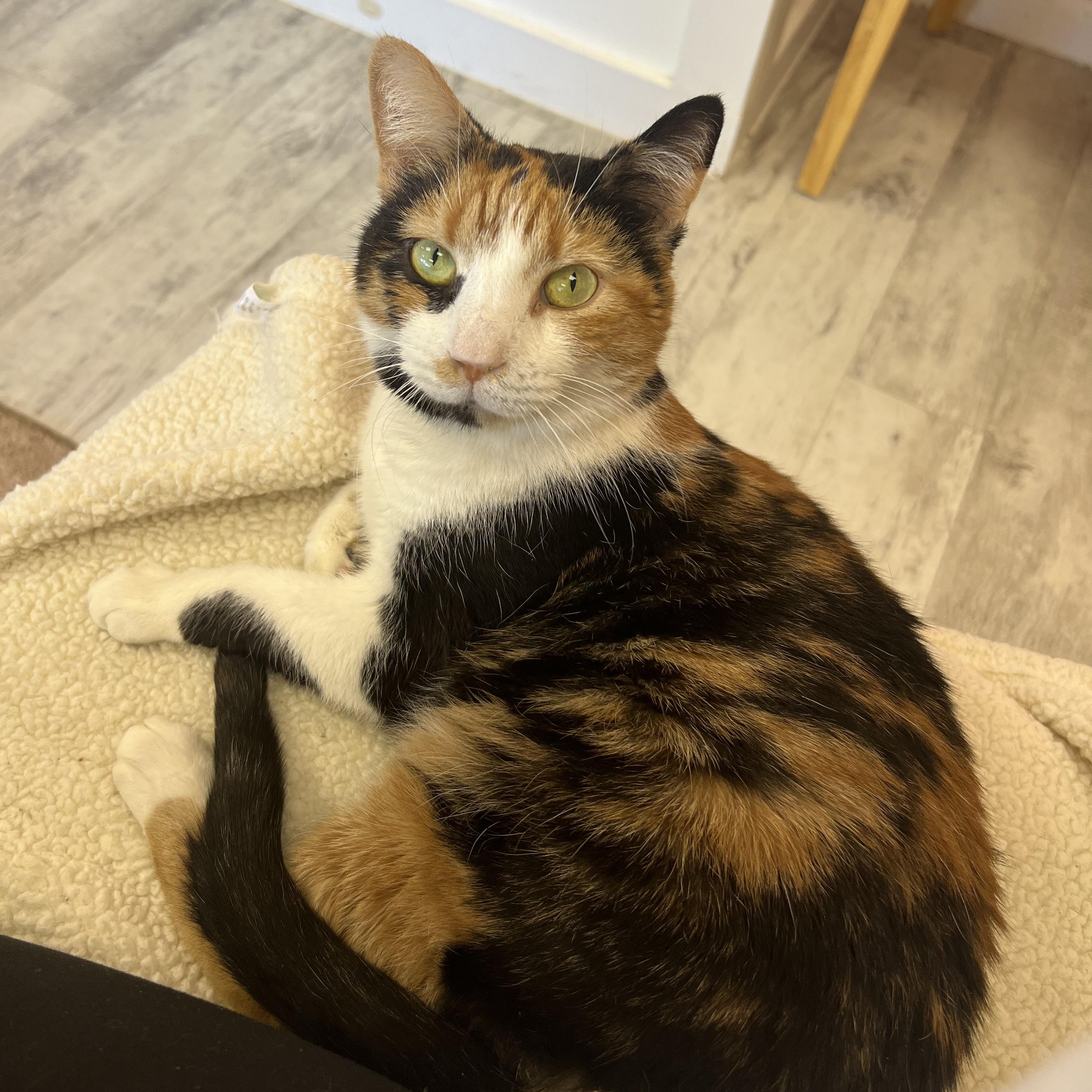 Enlarge Cliff, a ADOPTABLE Calico in Altoona, PA image 2/2