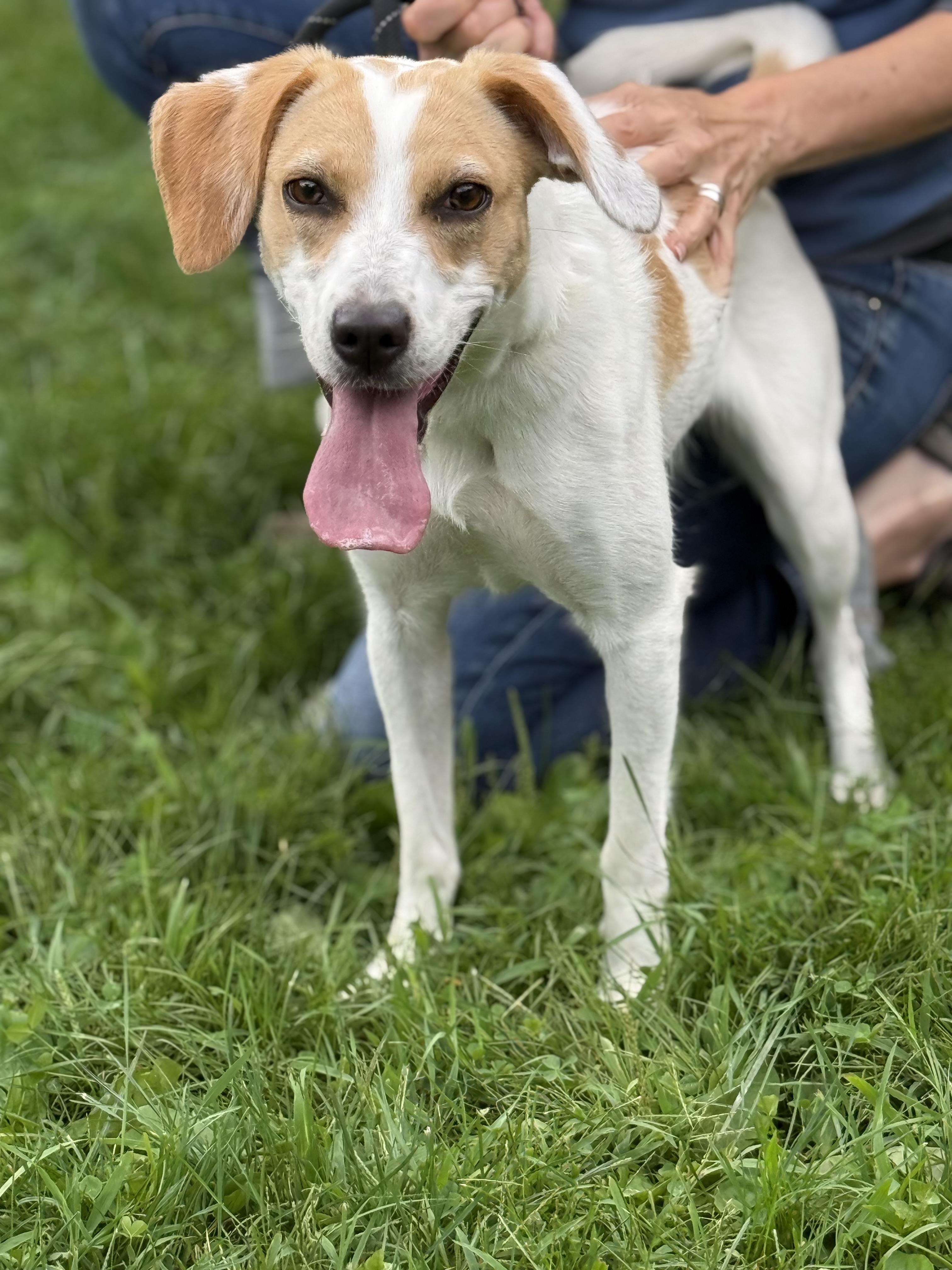Enlarge Mabel, a Adopted mixed breed in Delhi, NY image 4/4