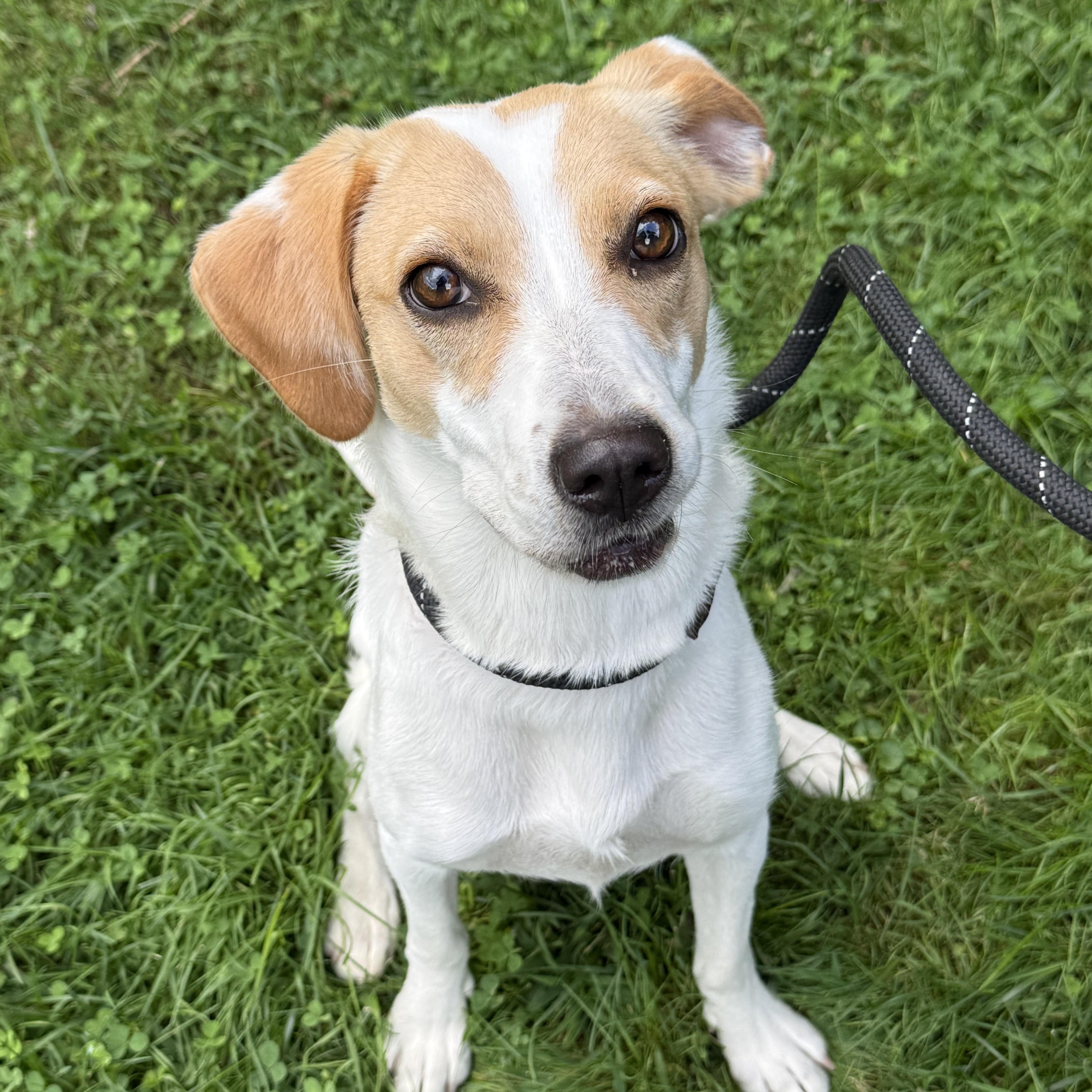 Mabel, Adopted, Young Female Beagle.