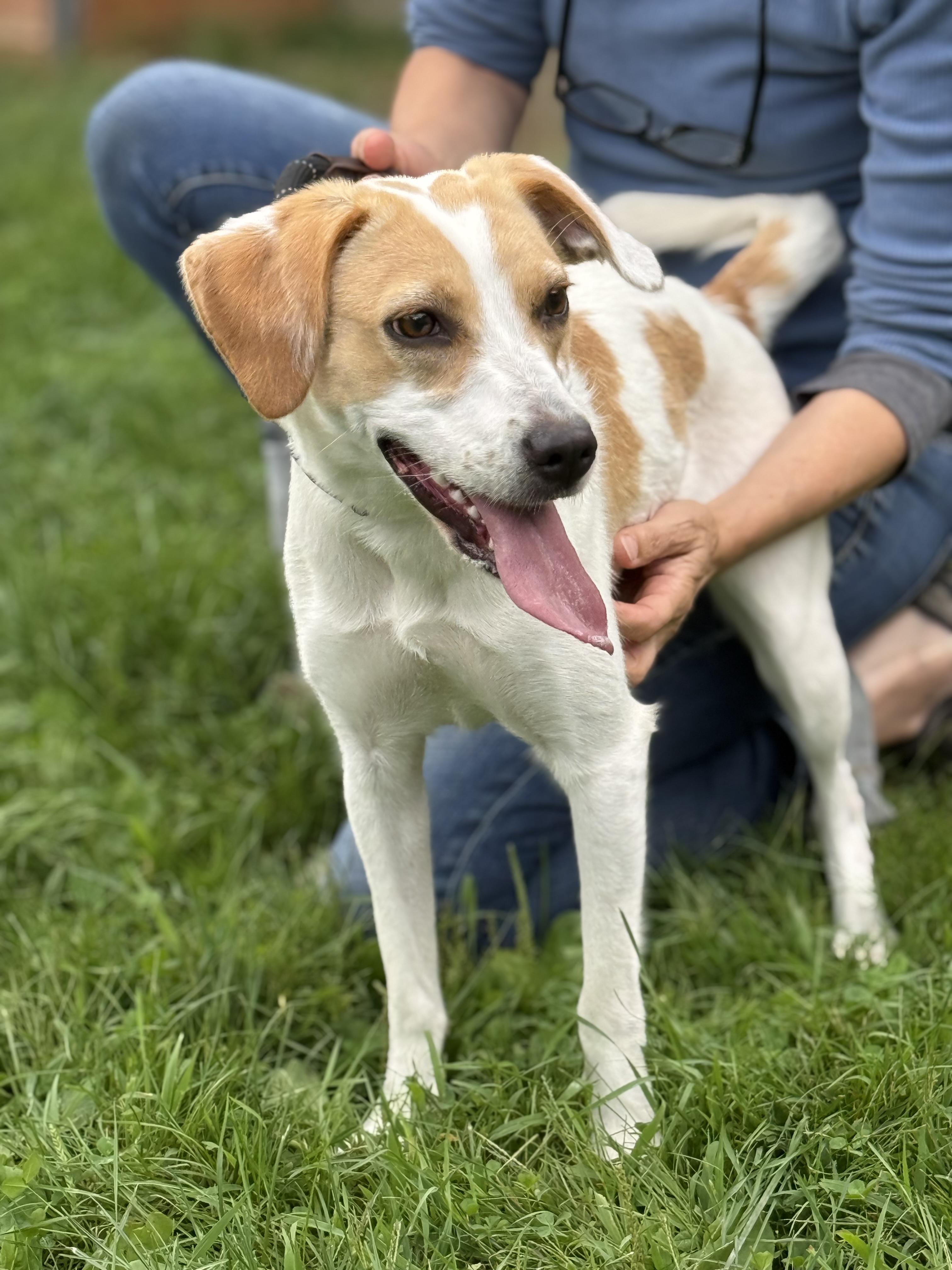 Enlarge Mabel, a Adopted mixed breed in Delhi, NY image 2/4