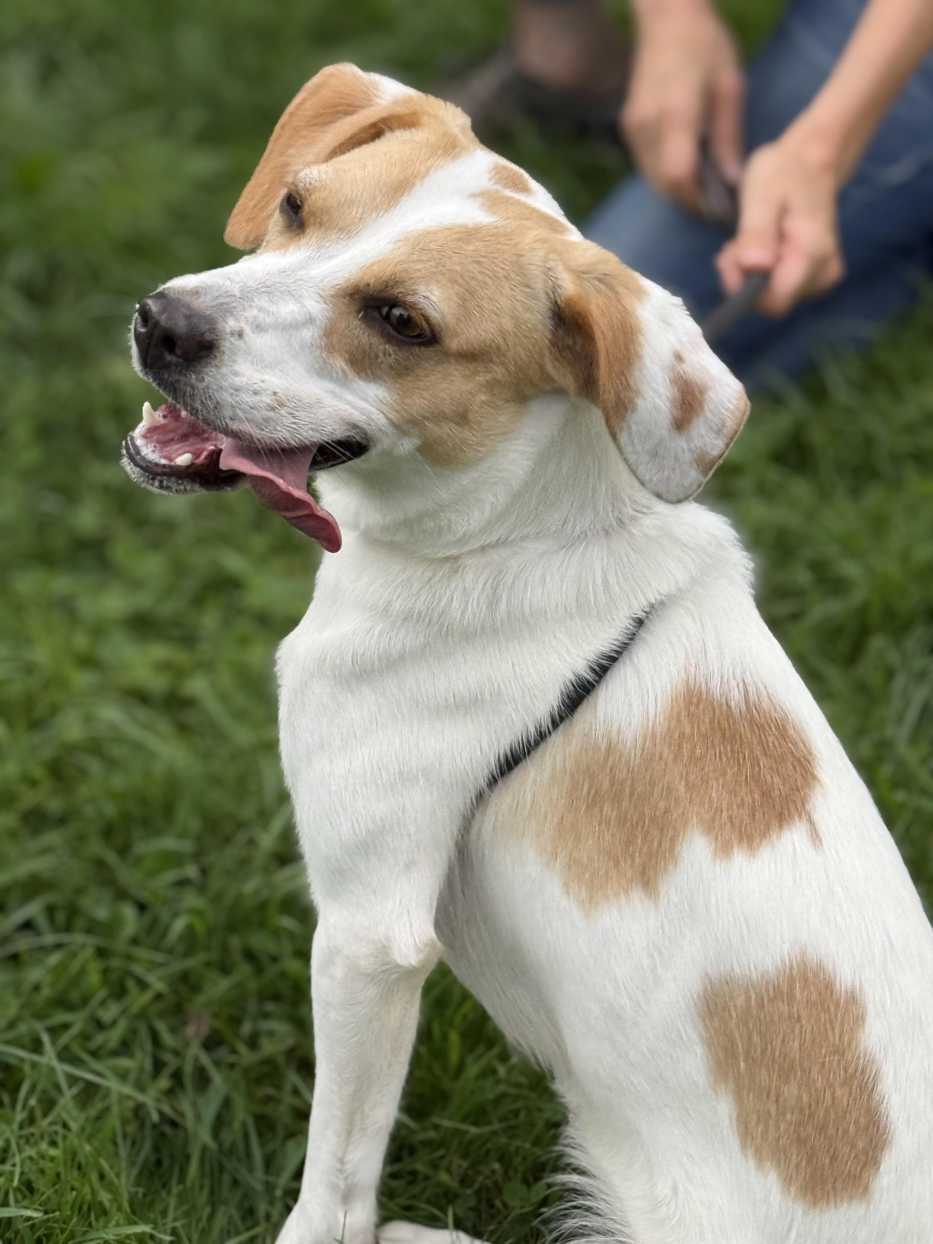 Enlarge Mabel, a Adopted mixed breed in Delhi, NY image 3/4