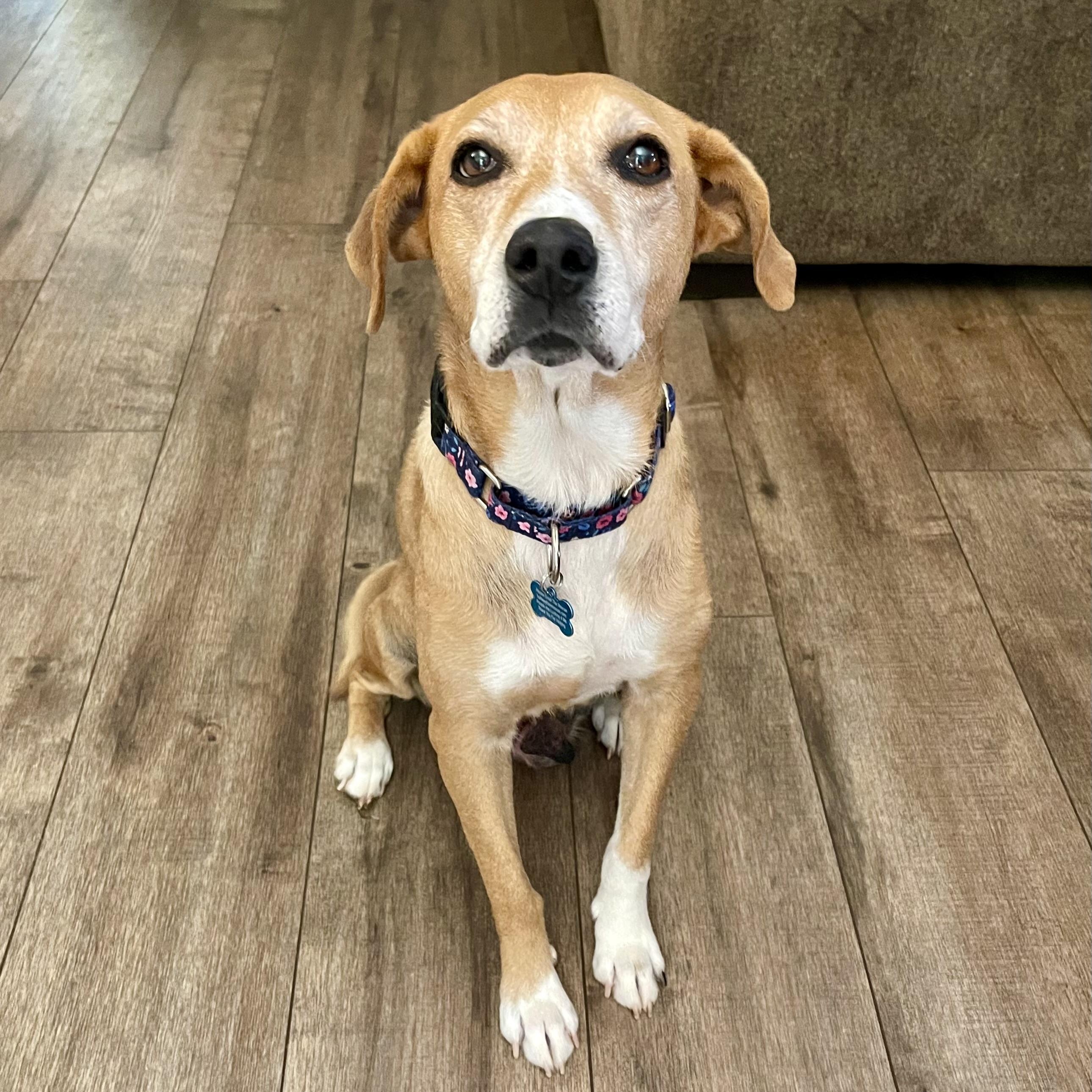 Laurel, ADOPTABLE, Adult Female Labrador Retriever.