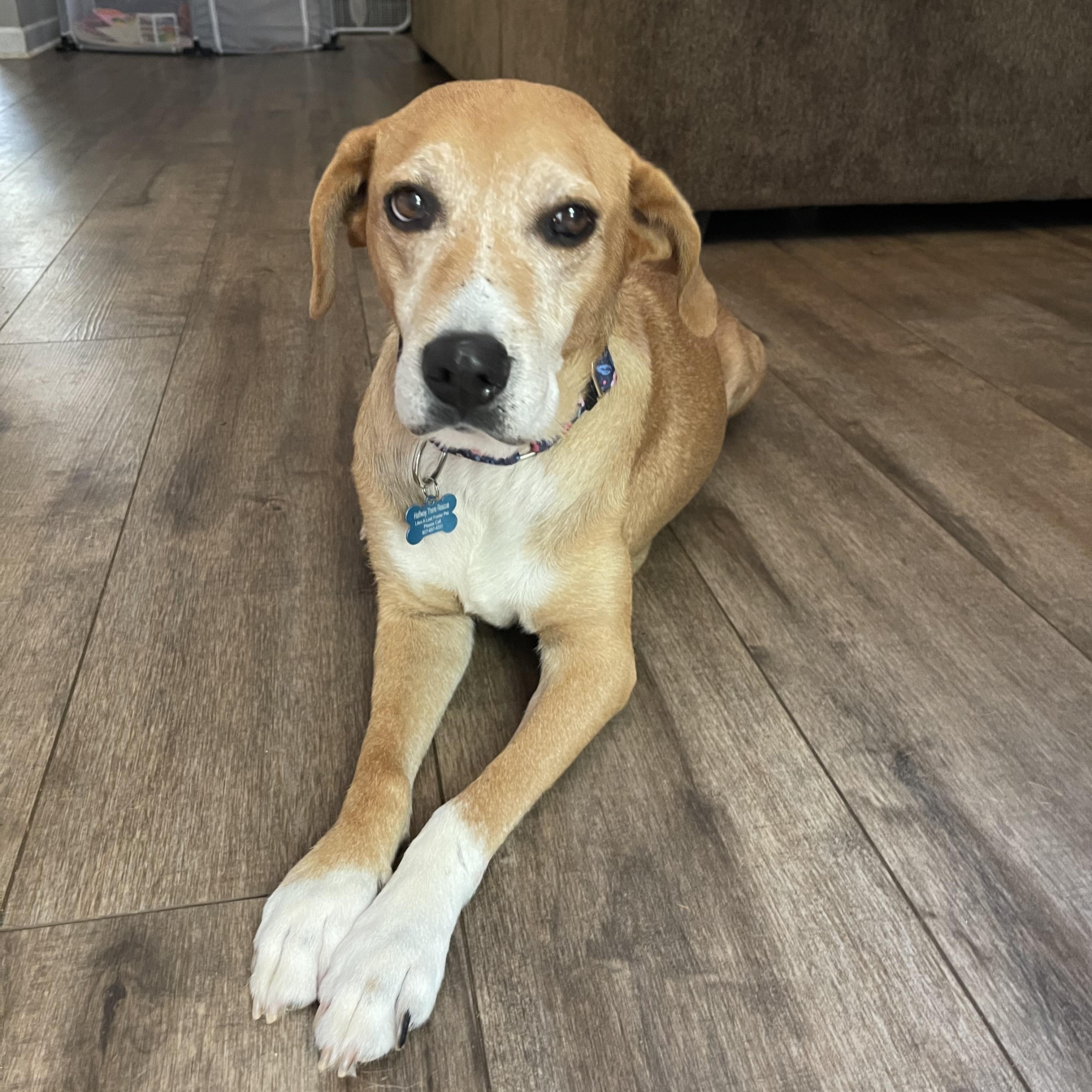 Laurel, a ADOPTABLE mixed breed image 2/6