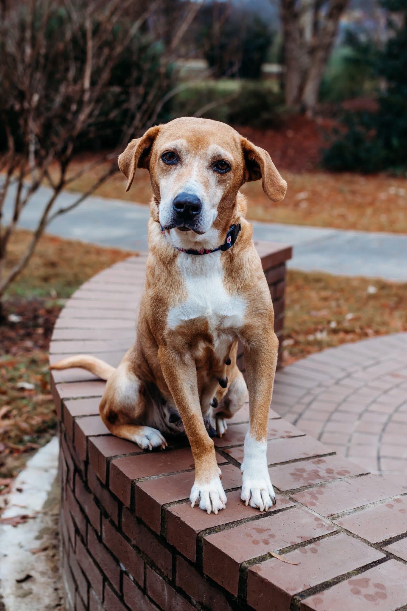 Laurel, a ADOPTABLE mixed breed image 3/6