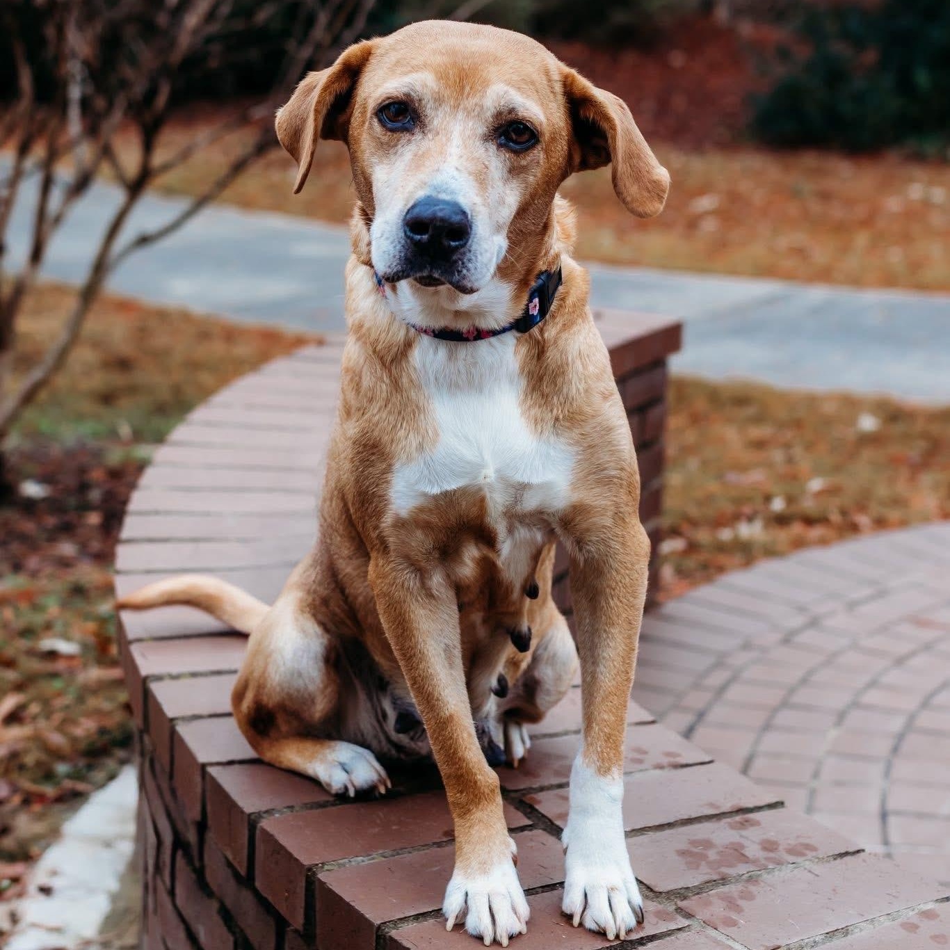 Enlarge Laurel, a ADOPTABLE mixed breed in Rock Hill, SC image 1/6