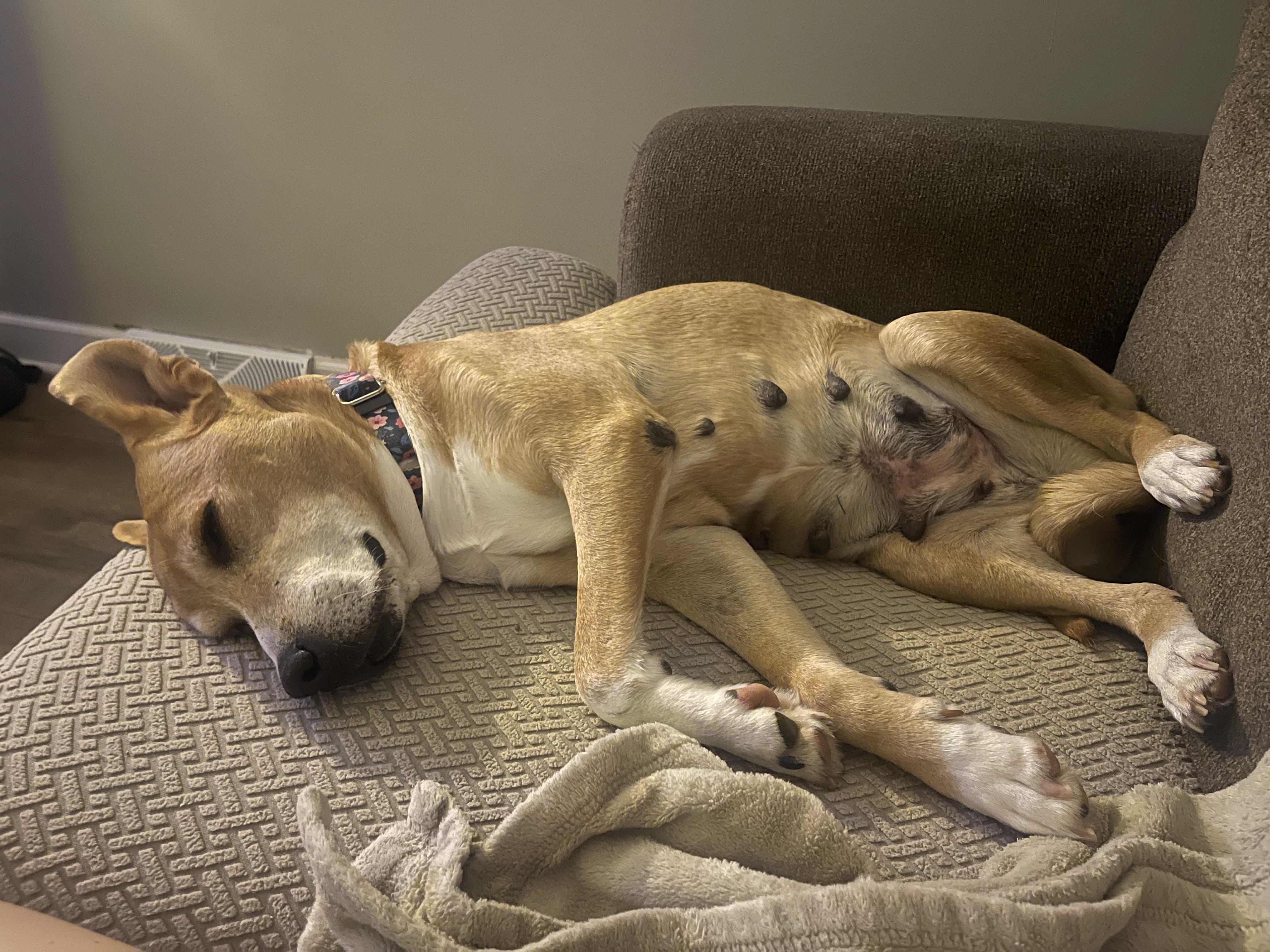 Laurel, a ADOPTABLE mixed breed image 4/6