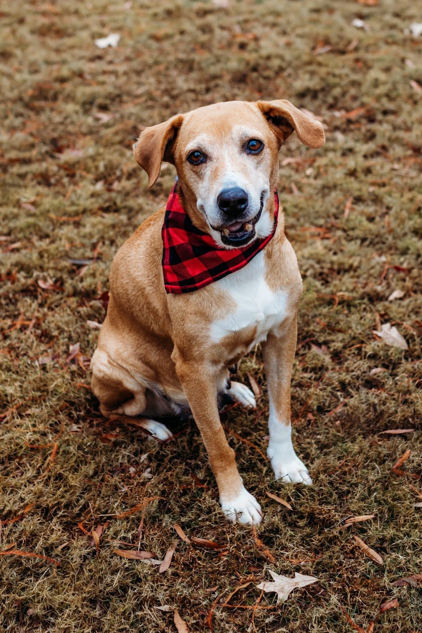 Laurel, a ADOPTABLE mixed breed image 5/6