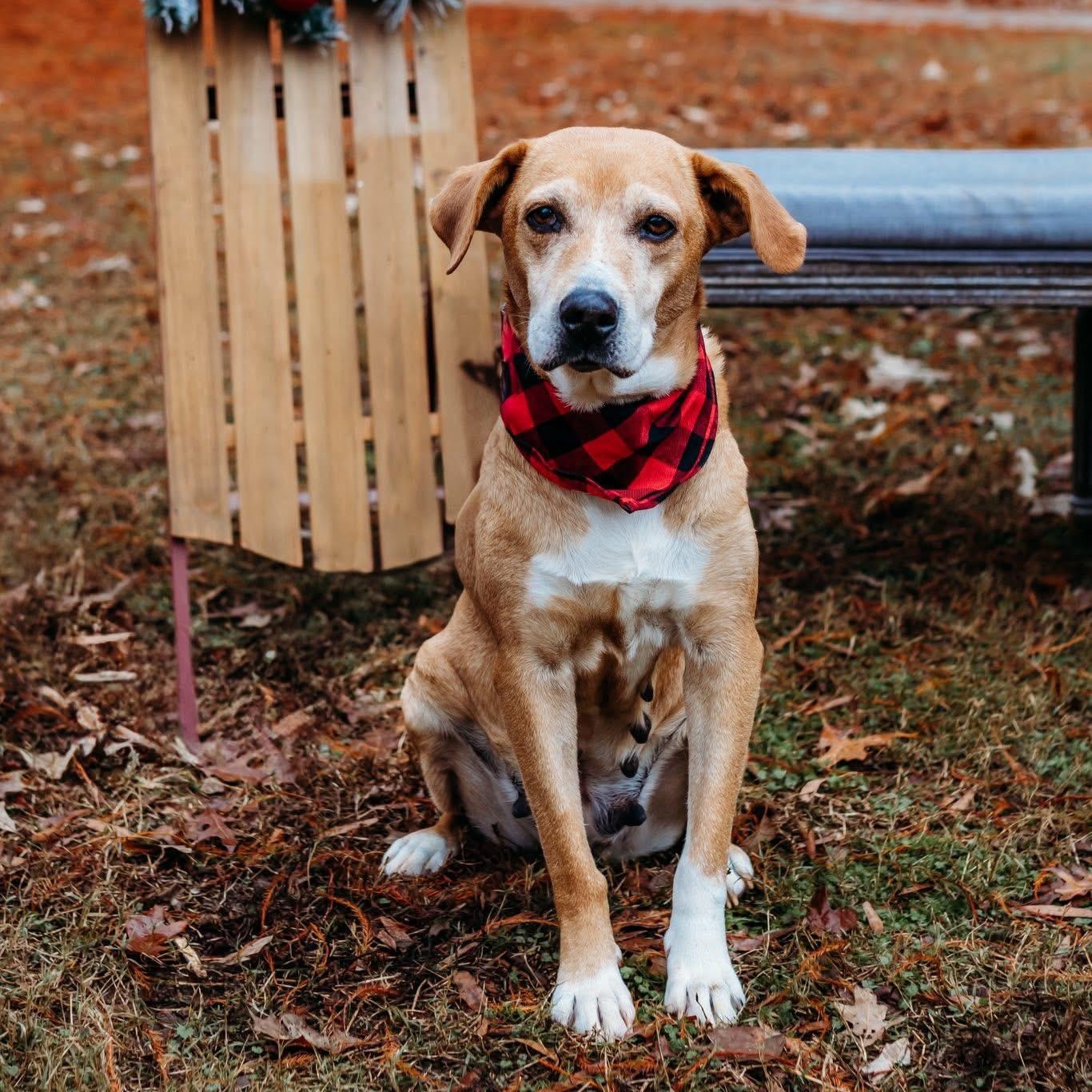 Enlarge Laurel, a ADOPTABLE mixed breed in Rock Hill, SC image 2/6