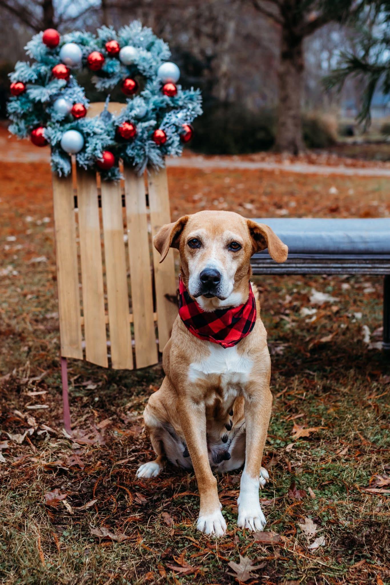 Laurel, a ADOPTABLE mixed breed image 6/6