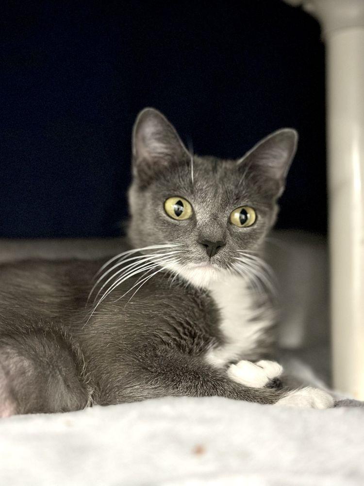 Maryland, Adoptable, Adult Female Domestic Short Hair.