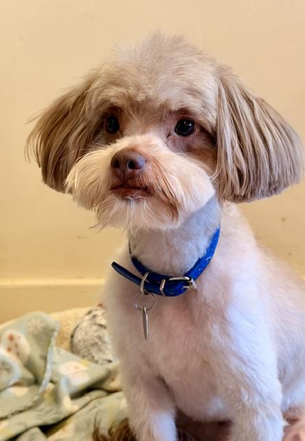 Enlarge Presley, a ADOPTABLE Poodle in Memphis, TN image 4/5