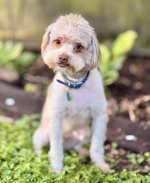 Enlarge Presley, a ADOPTABLE Poodle in Memphis, TN image 1/5