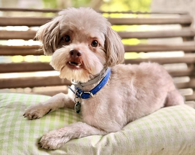 Enlarge Presley, a ADOPTABLE Poodle in Memphis, TN image 5/5