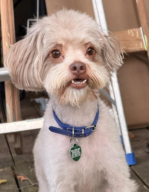 Enlarge Presley, a ADOPTABLE Poodle in Memphis, TN image 3/5