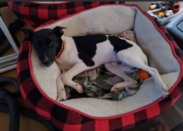 Max, ADOPTABLE, Puppy Male Rat Terrier.