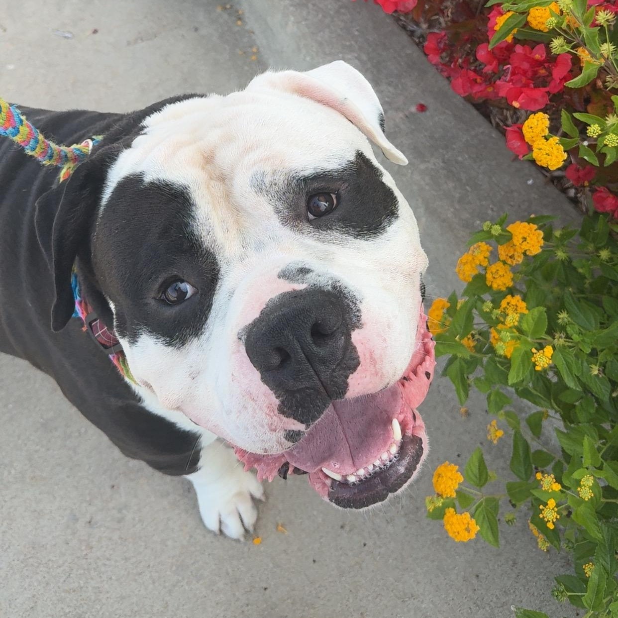Enlarge Moses, a Adopted English Bulldog in Bixby, OK image 1/5