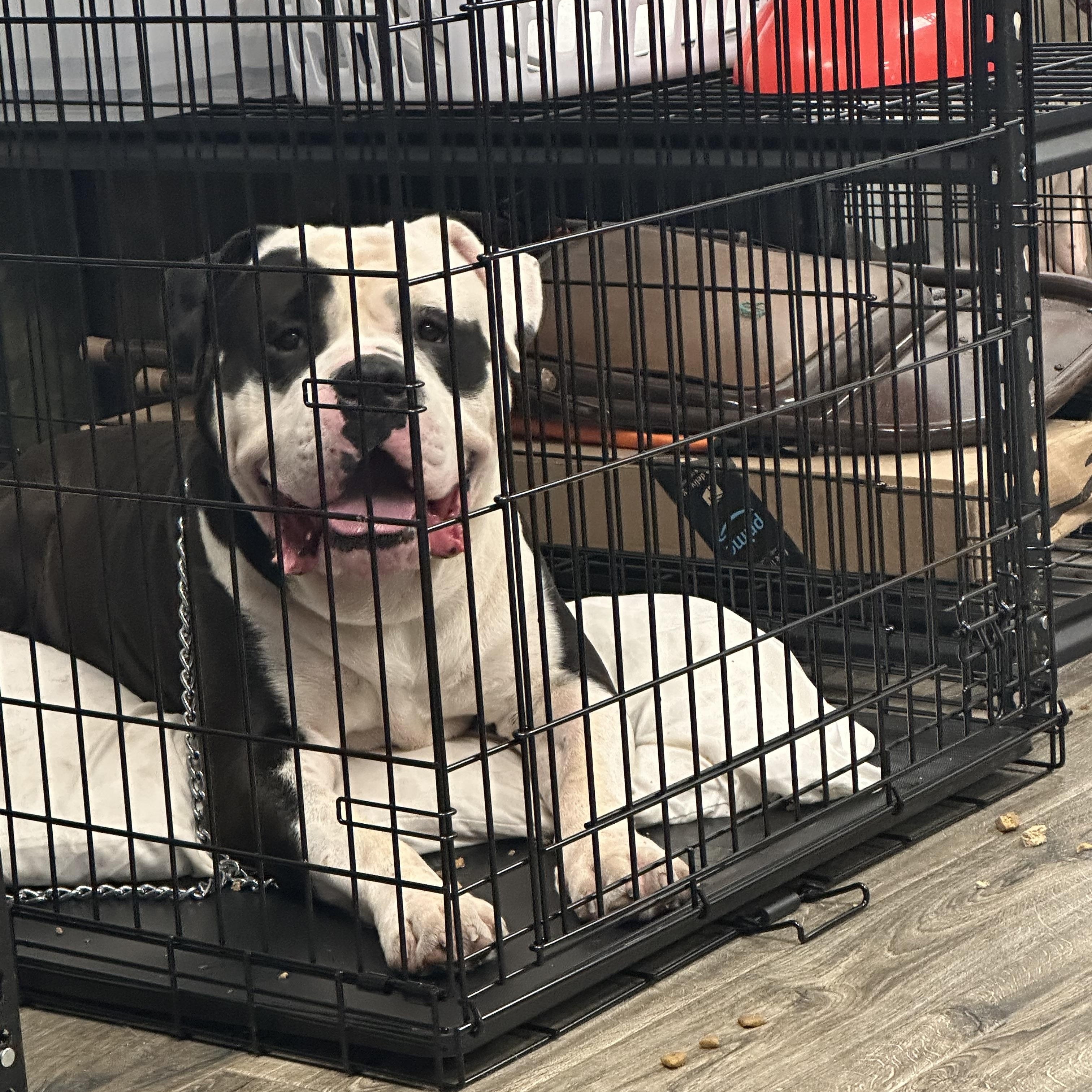 Enlarge Moses, a Adopted English Bulldog in Bixby, OK image 2/5