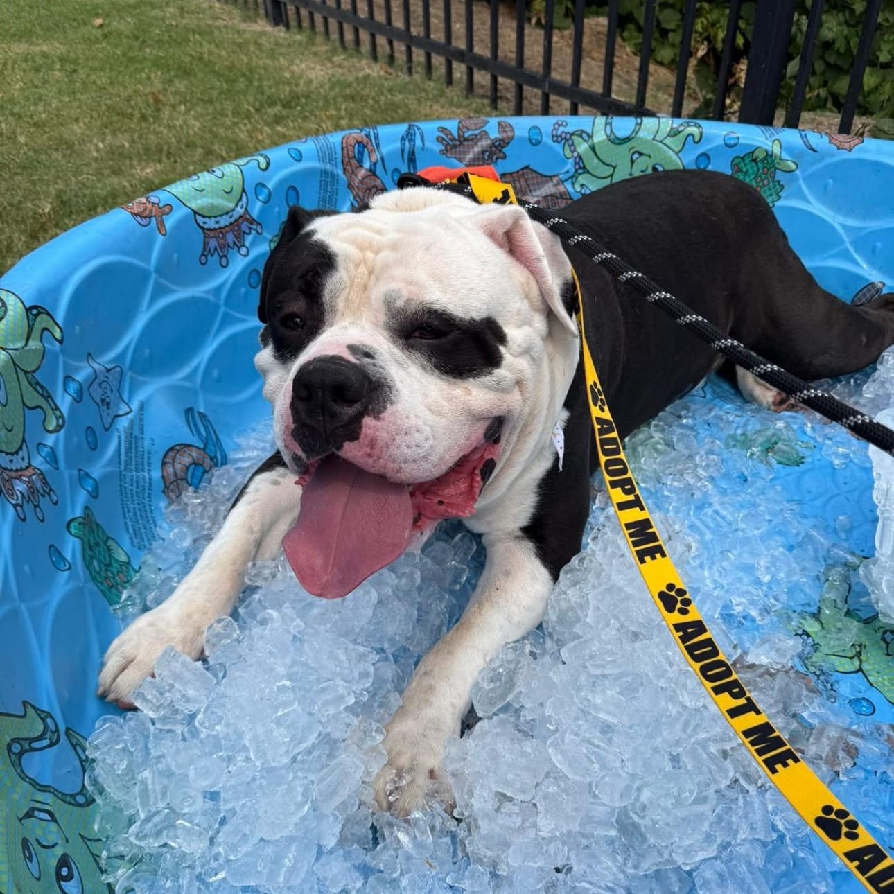 Enlarge Moses, a Adopted English Bulldog in Bixby, OK image 3/5
