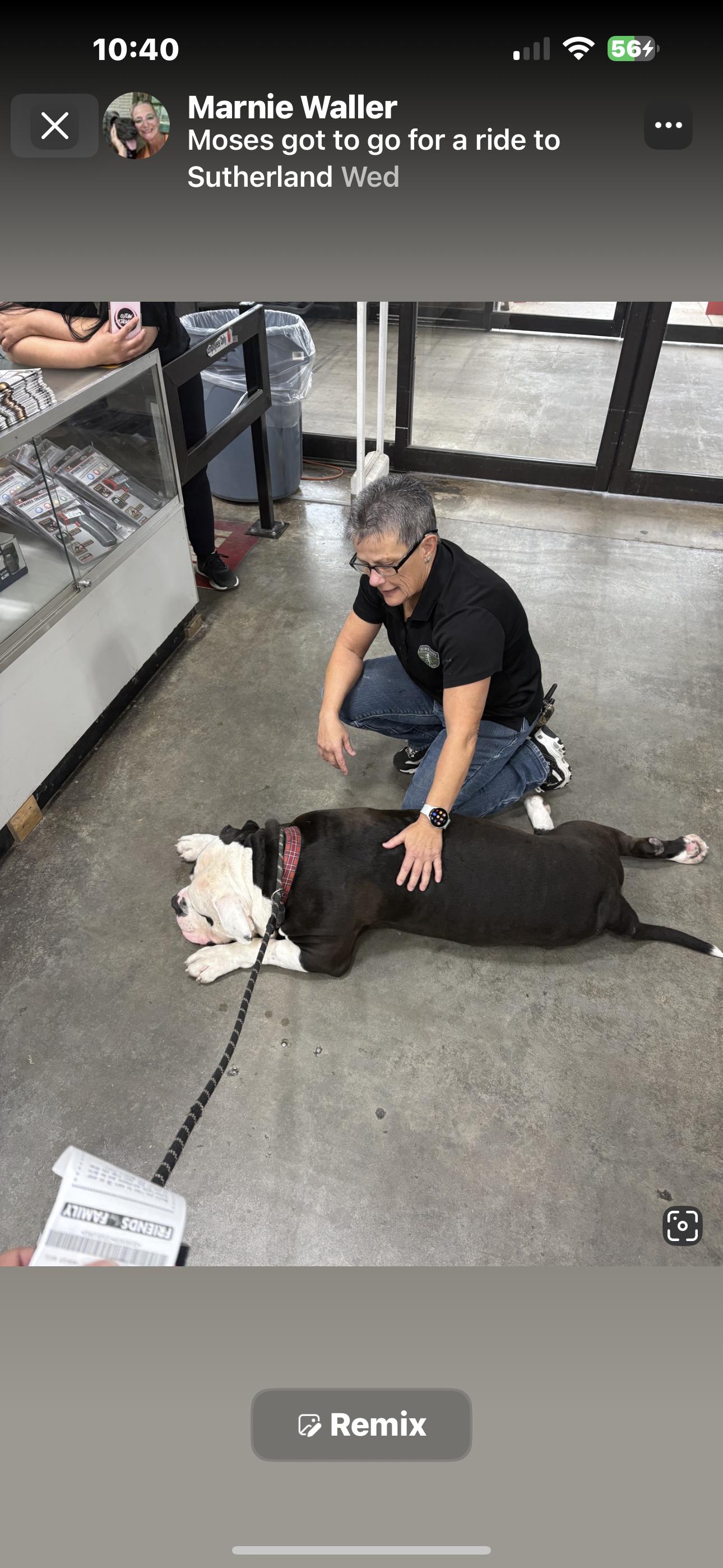 Enlarge Moses, a Adopted English Bulldog in Bixby, OK image 4/5