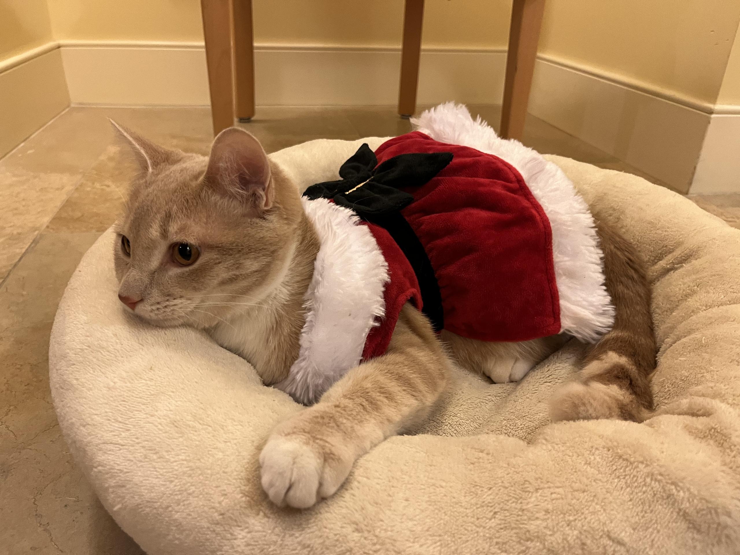 Cole and Wick - Bonded Kitten Pair Looking for a Forever Home, a Adoptable mixed breed in Seattle, WA image 3/3