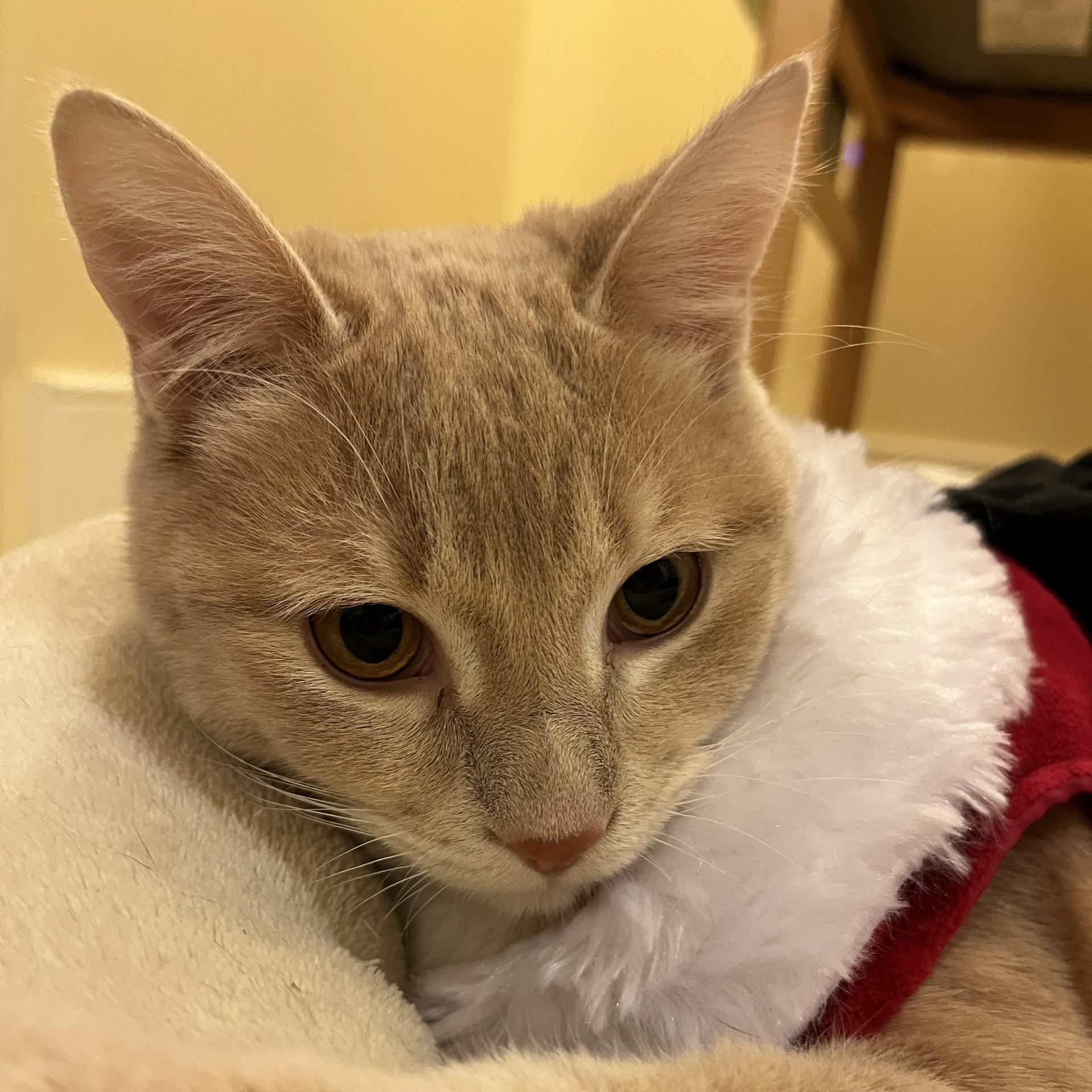 Cole and Wick - Bonded Kitten Pair Looking for a Forever Home, a Adoptable mixed breed in Seattle, WA image 2/3