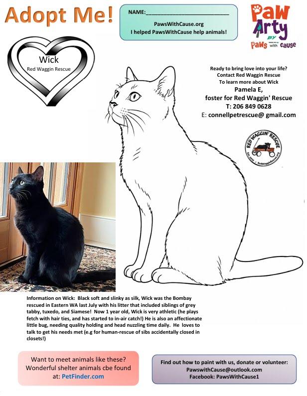 Cole and Wick - Bonded Kitten Pair Looking for a Forever Home, an adoptable mixed breed in Seattle, WA image 5/6