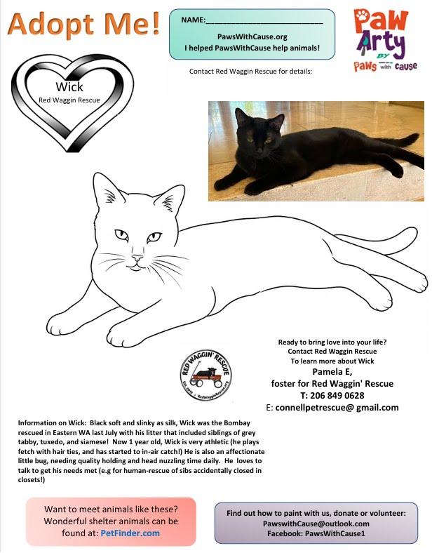 Cole and Wick - Bonded Kitten Pair Looking for a Forever Home, an adoptable mixed breed in Seattle, WA image 6/6