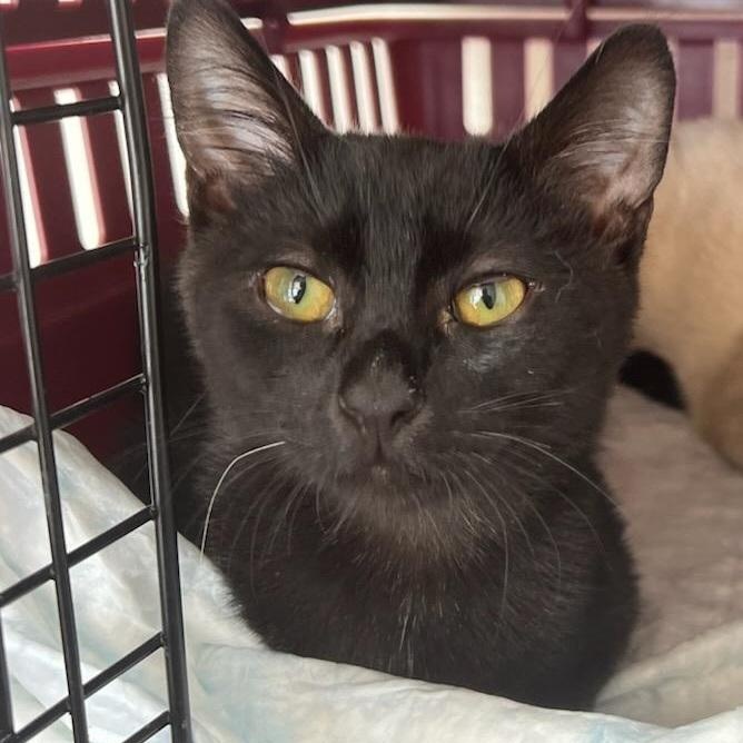 Cole and Wick - Bonded Kitten Pair Looking for a Forever Home, a Adoptable mixed breed in Seattle, WA image 1/3