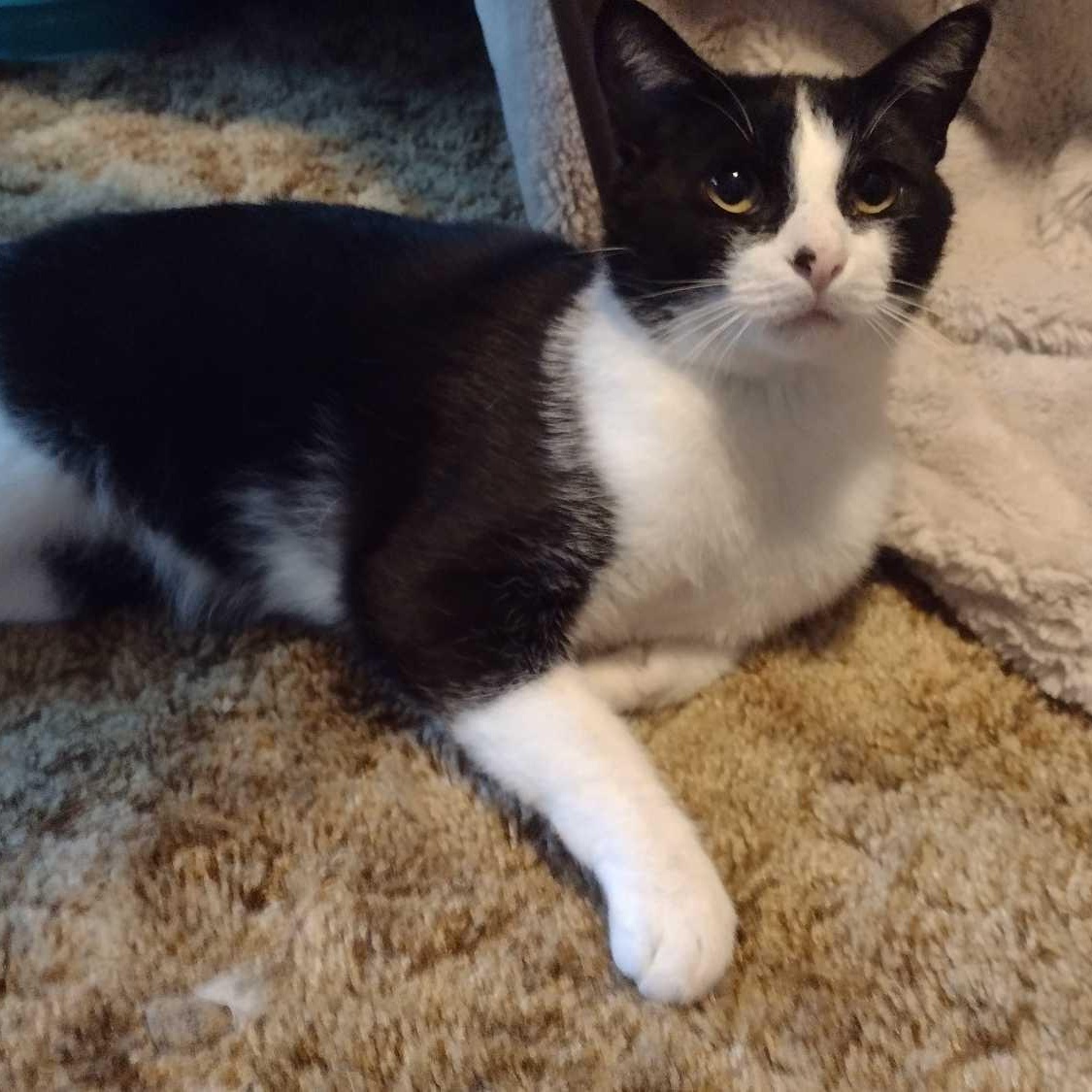 Guinness , a ADOPTABLE Domestic Short Hair in Memphis, TN image 6/6