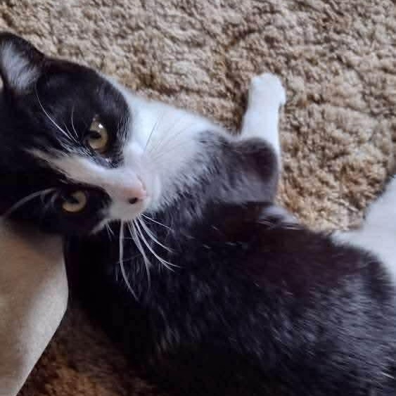 Guinness , ADOPTABLE, Adult Male Domestic Short Hair.