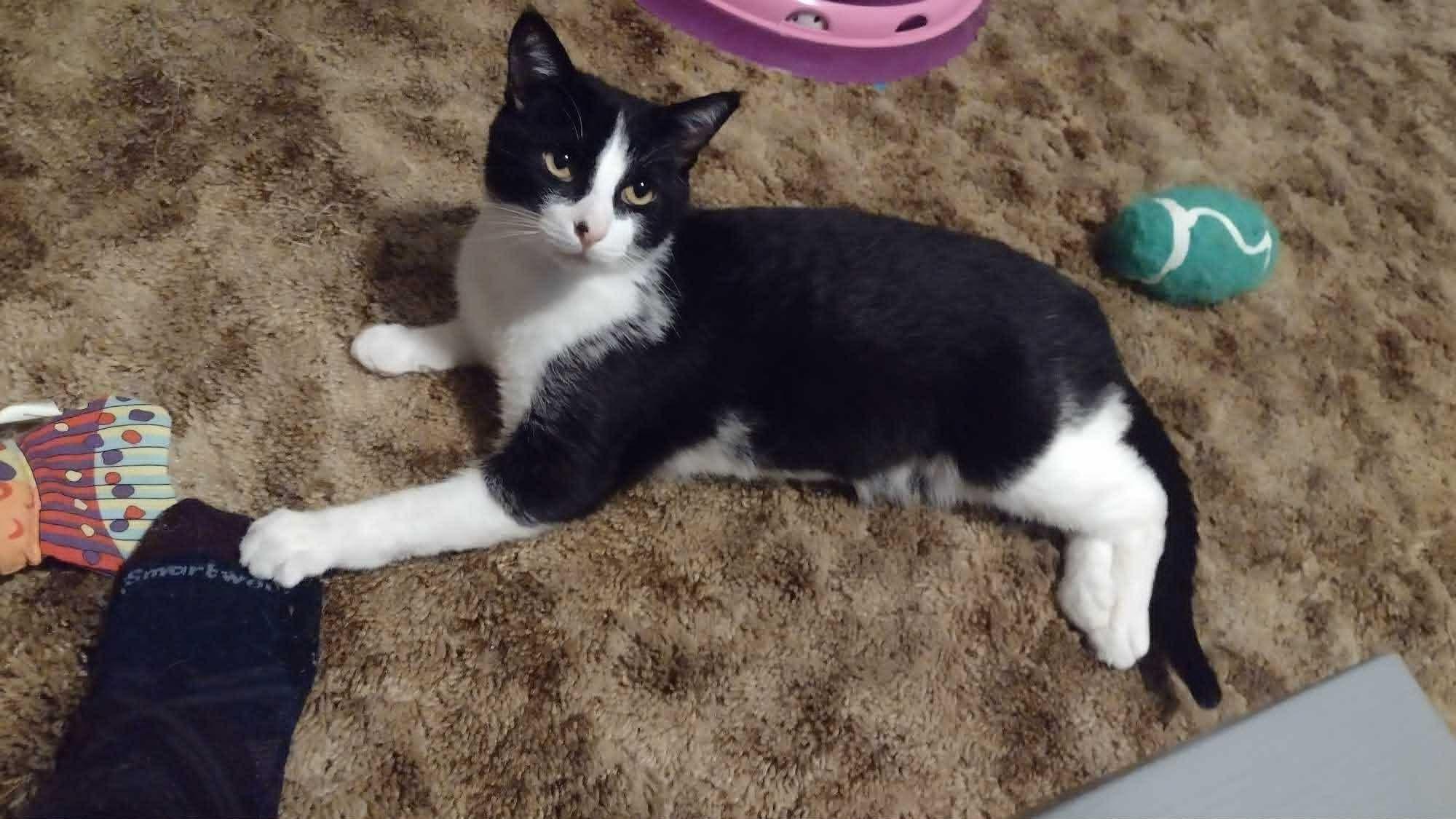 Guinness , ADOPTABLE, Adult Male Domestic Short Hair.