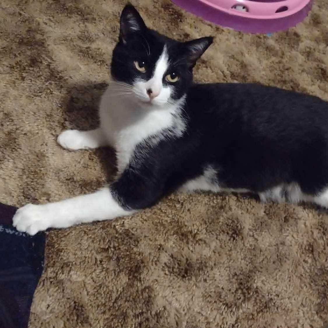 Guinness , a ADOPTABLE Domestic Short Hair in Memphis, TN image 1/6
