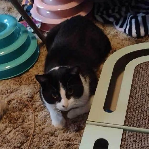 Enlarge Guinness , a ADOPTABLE Domestic Short Hair in Memphis, TN image 4/6