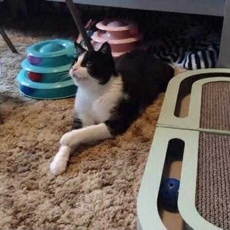 Enlarge Guinness , a ADOPTABLE Domestic Short Hair in Memphis, TN image 5/6